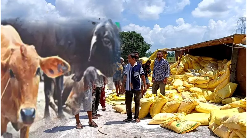 यूरिया खाद खाने से 1 दर्जन मवेशियों की मौत, 100 से ज्यादा गंभीर ; पशुपालन मंत्री लखन पटेल ने सख्त कार्रवाई के दिए निर्देश