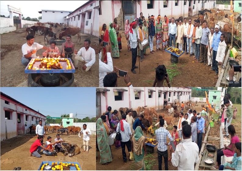 राधाकृष्णा सुरभि गौशाला में धूमधाम से मनाई गई गोवर्धन पूजा ।