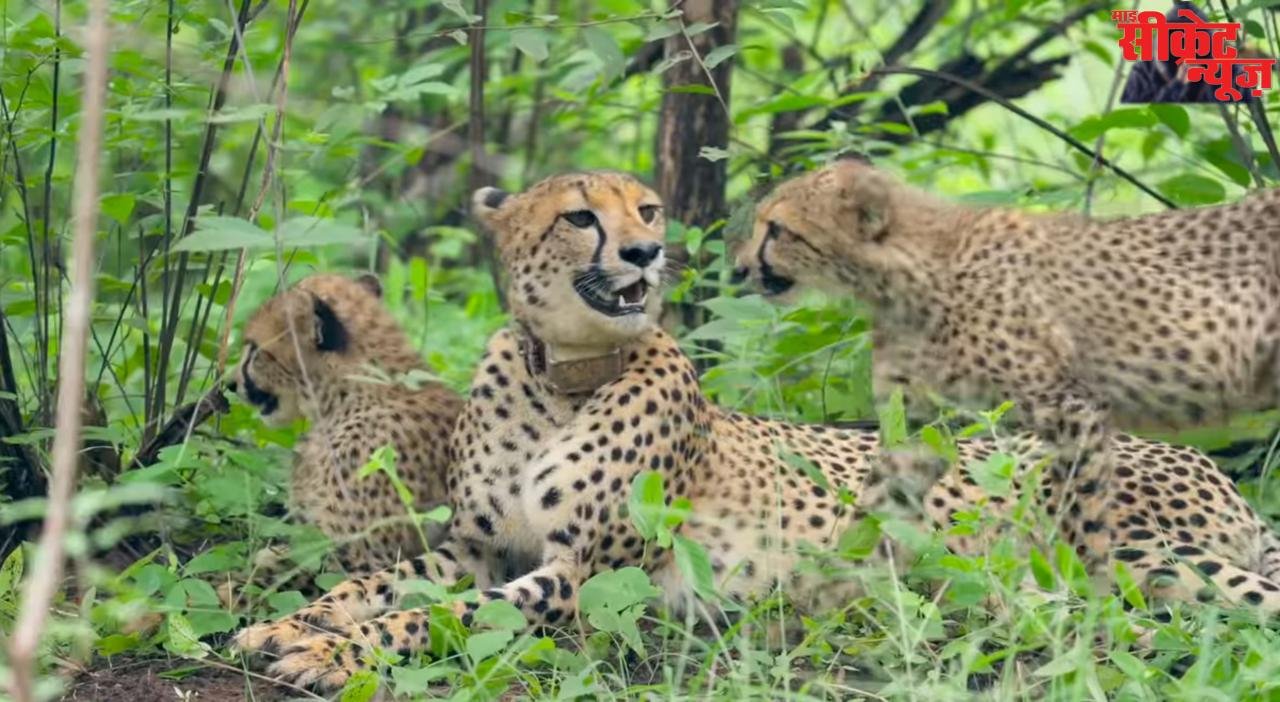 मोहली गांव में अटका विस्थापन: बाघों और चीतों के बीच असुरक्षित 8 हजार ग्रामीण