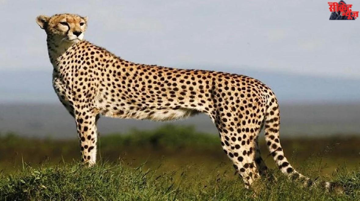 International Cheetah Day 2025: कूनो नेशनल पार्क में सीएम डॉ. मोहन यादव तीन चीतों को खुले जंगल में करेंगे आजाद