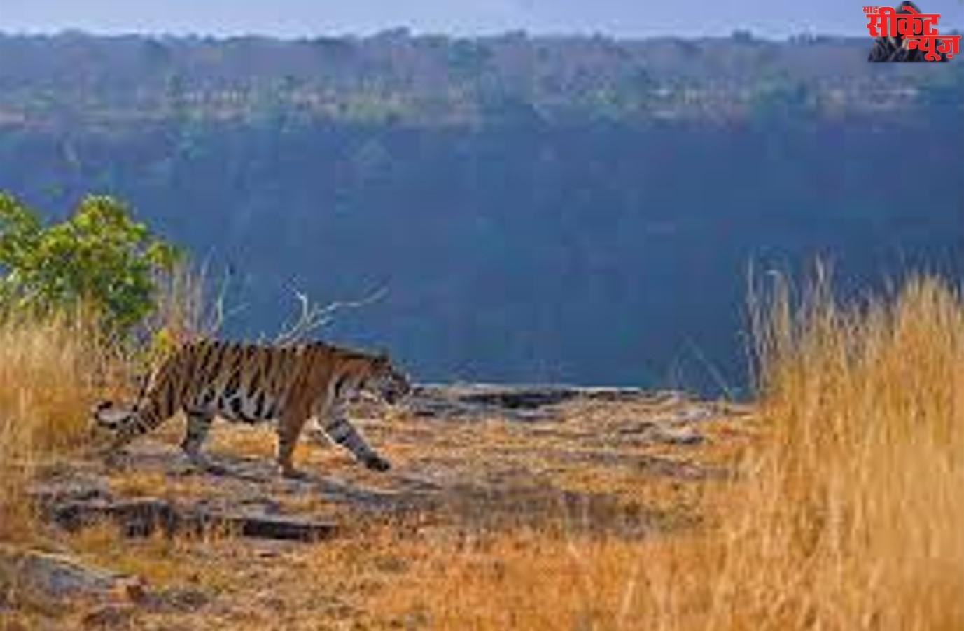 संरक्षण बनाम विकास: टाइगर कॉरिडोर के पास खनन व इंफ्रास्ट्रक्चर पर सख्त शर्तों के साथ मंजूरी