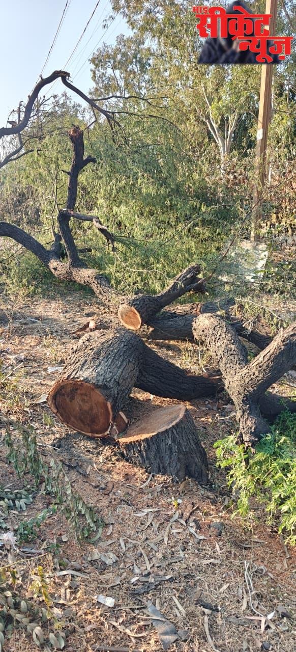 मेट्रो प्रोजेक्ट भोपाल में चला रहा पेड़ों पर आरी पेड़ों की कटाई का सिलसिला लगातार जारी