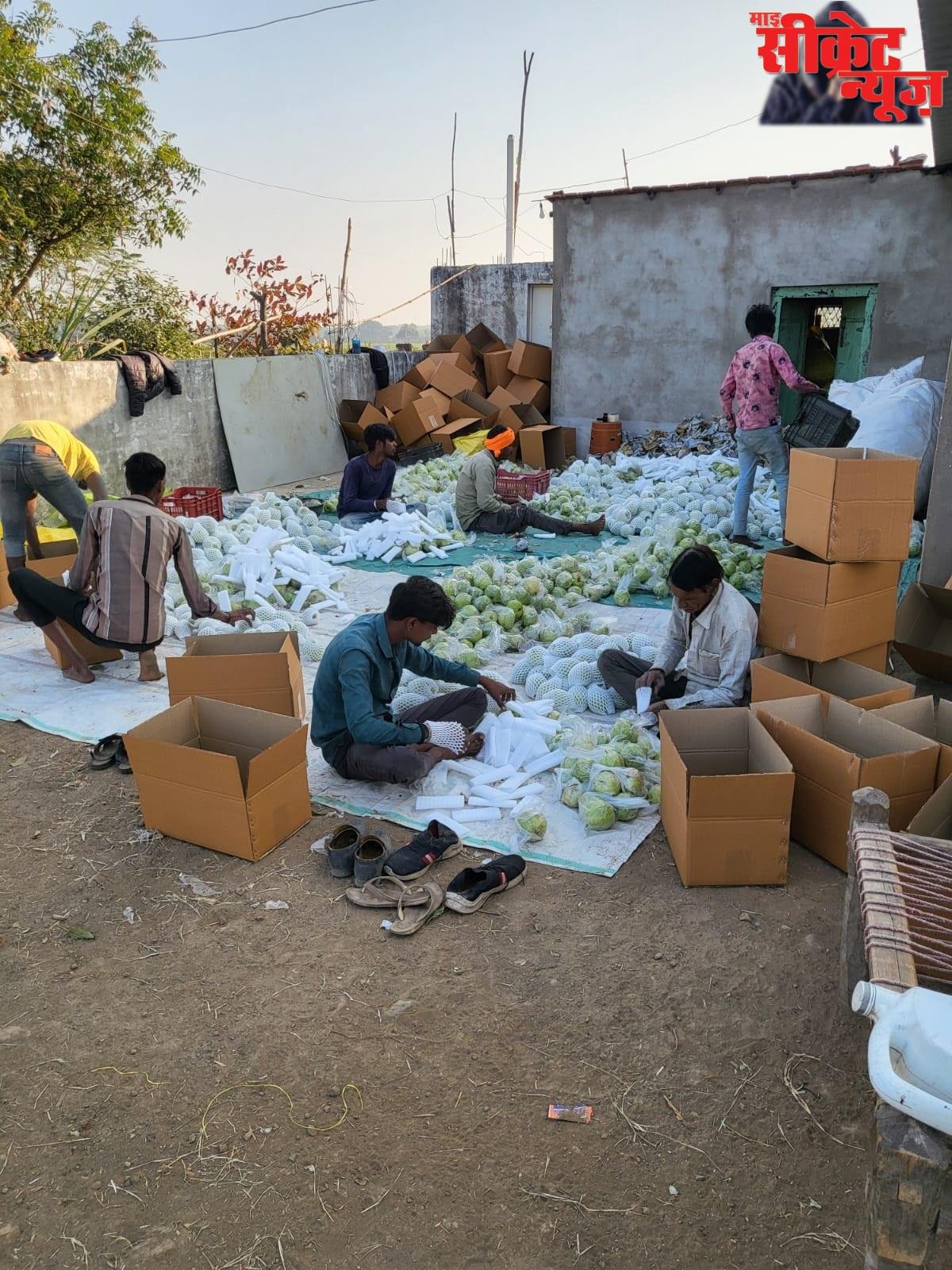 अमरूद की खेती से चमकी किस्मत: किसान अभिषेक दांगी ने कमाए एक सीजन में 10 लाख रुपये