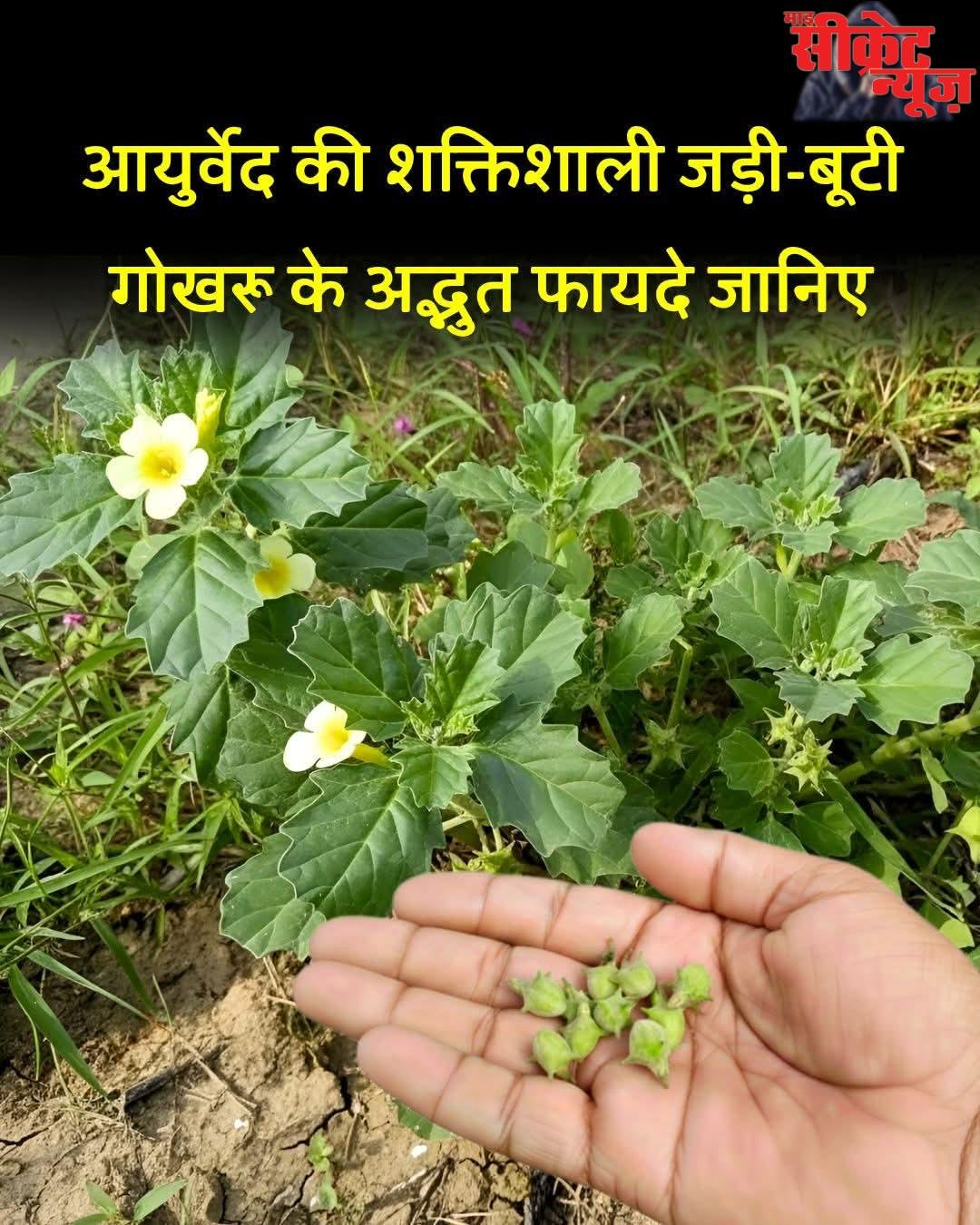 गोखरू के औषधीय गुण: सिरदर्द, यूरिन इन्फेक्शन और शुगर में भी फायदेमंद