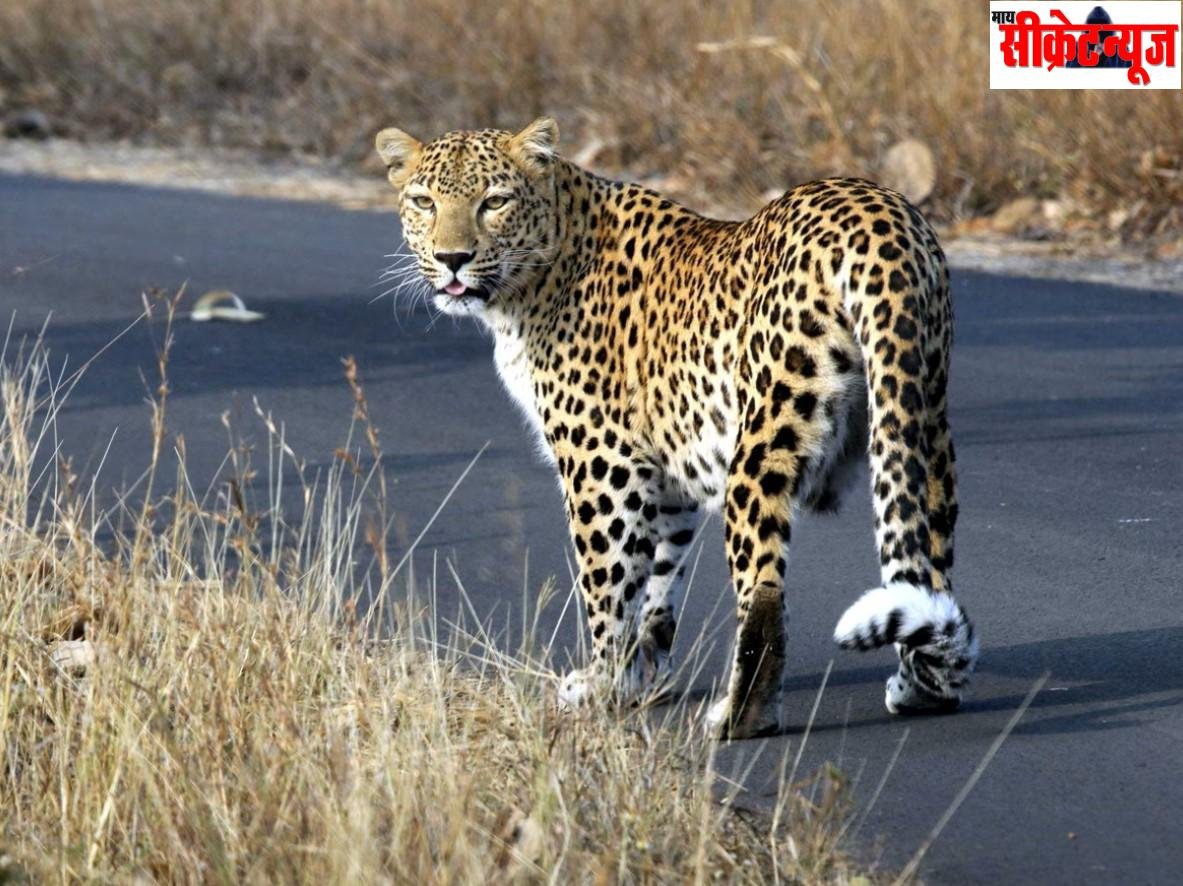 RTI खुलासा: पिछले 14 महीनों में 149 मौतें, तेंदुओं के लिए क्यों कब्रगाह बनता जा रहा MP; सामने आई यह बड़ी वजह