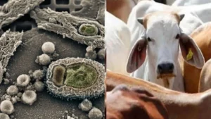 मध्य प्रदेश में लंपी वायरस से मचा हड़कंप, अब तक लगभग तीन दर्जन से अधिक गायों की मौत