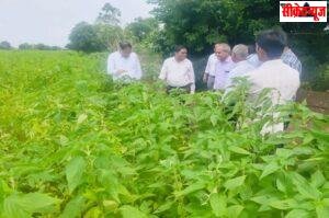 यूरिया के बढ़ते इस्तेमाल से फसल पर असर, नाइट्रोजन की अधिक मात्रा से पौधे कमजोर, कीट-रोग का बढ़ता खतरा